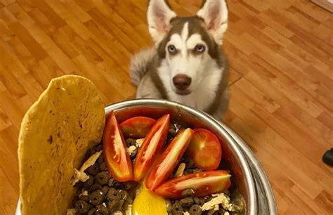 Husky food. Things To Know About Husky food. 